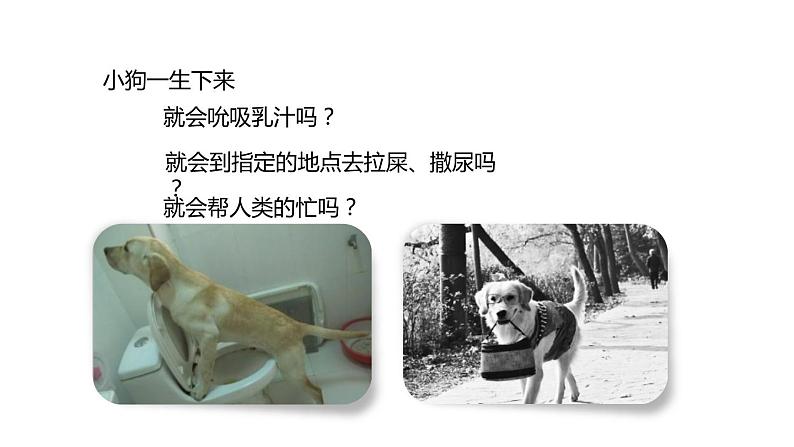 人教版生物八年级上册第二单元 动物的运动和行为 2.2 先天性行为和学习行为  教学备课PPT课件03