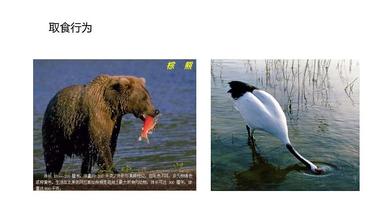 人教版生物八年级上册第二单元 动物的运动和行为 2.2 先天性行为和学习行为  教学备课PPT课件05