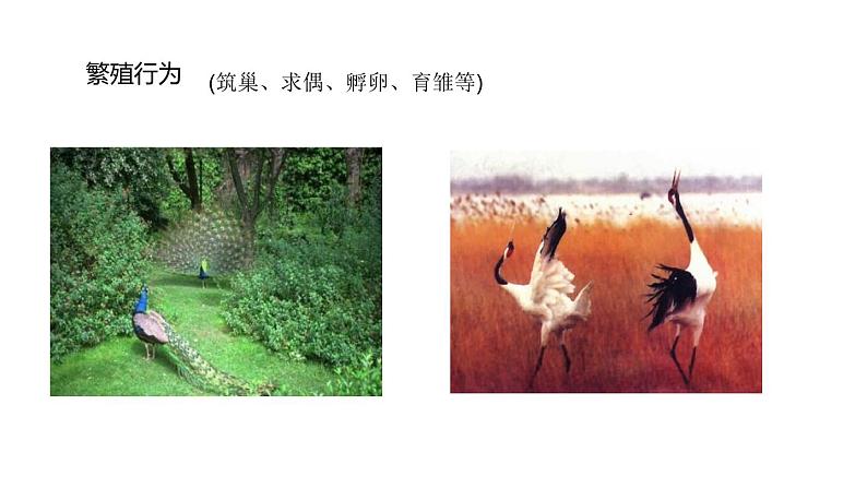 人教版生物八年级上册第二单元 动物的运动和行为 2.2 先天性行为和学习行为  教学备课PPT课件06