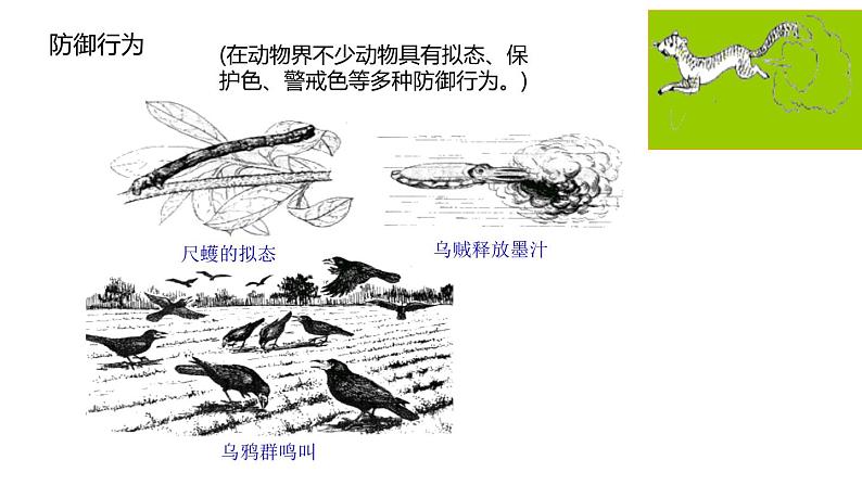 人教版生物八年级上册第二单元 动物的运动和行为 2.2 先天性行为和学习行为  教学备课PPT课件07