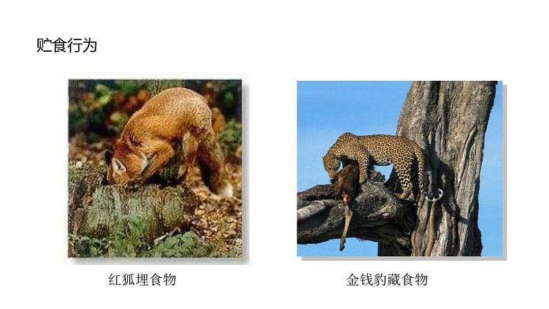 人教版生物八年级上册第二单元 动物的运动和行为 2.2 先天性行为和学习行为  教学备课PPT课件08