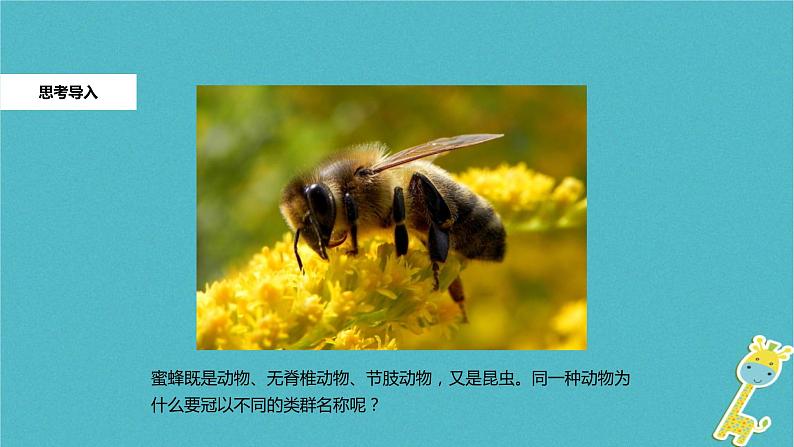 人教版生物八年级上册第六单元 根据生物的特征进行分类 6.2 从种到界  教学备课PPT课件02