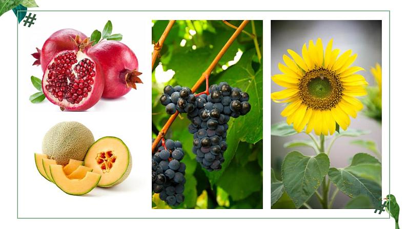 人教版生物八年级上册第六单元 根据生物的特征进行分类 6.1 尝试对生物进行分类 教学备课PPT课件05