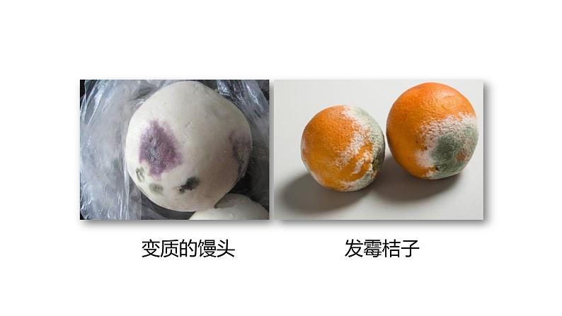 人教版生物八年级上册第四单元 细菌和真菌 4.1 细菌和真菌的分布 教学备课PPT课件02