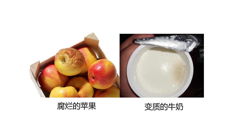 人教版生物八年级上册第四单元 细菌和真菌 4.1 细菌和真菌的分布 教学备课PPT课件03