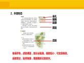 人教版生物八年级上册第一单元 动物的主要群类 1.5 两栖动物和爬行动物 教学备课PPT课件
