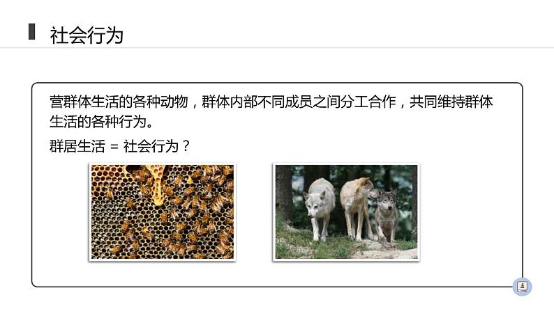 人教版生物八年级上册第二单元 动物的运动和行为 2.3 社会行为  教学备课PPT课件02