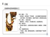 人教版生物八年级上册第二单元 动物的运动和行为 2.3 社会行为  教学备课PPT课件