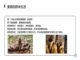 人教版生物八年级上册第二单元 动物的运动和行为 2.3 社会行为  教学备课PPT课件