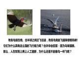人教版生物八年级上册第一单元 动物的主要群类 1.6 鸟 教学备课PPT课件