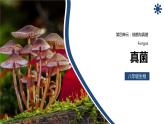 人教版生物八年级上册第四单元 细菌和真菌 4.3 真菌 教学备课PPT课件