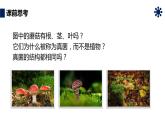 人教版生物八年级上册第四单元 细菌和真菌 4.3 真菌 教学备课PPT课件