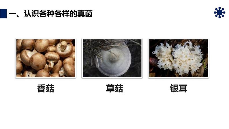 人教版生物八年级上册第四单元 细菌和真菌 4.3 真菌 教学备课PPT课件05