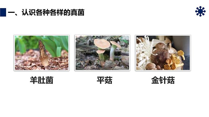 人教版生物八年级上册第四单元 细菌和真菌 4.3 真菌 教学备课PPT课件06