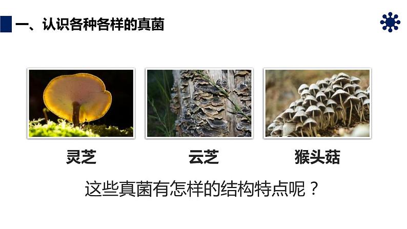 人教版生物八年级上册第四单元 细菌和真菌 4.3 真菌 教学备课PPT课件07