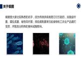 人教版生物八年级上册第四单元 细菌和真菌 4.2 细菌 教学备课PPT课件