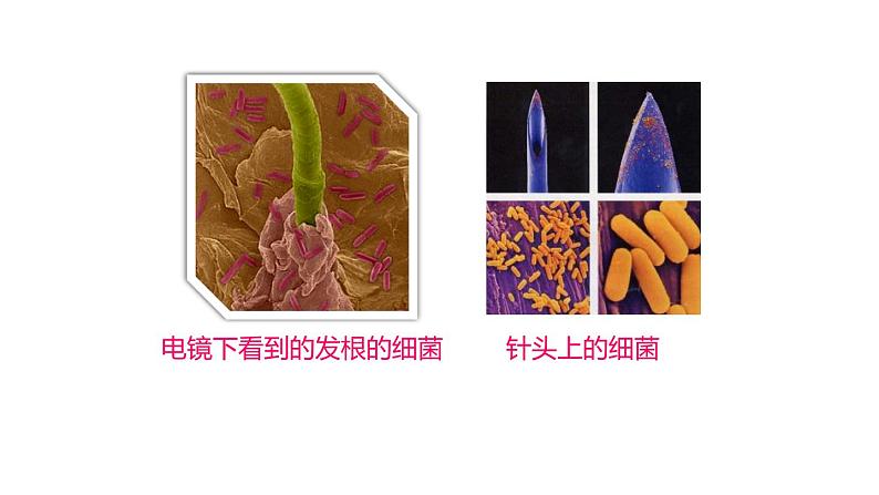人教版生物八年级上册第四单元 细菌和真菌 4.2 细菌 教学备课PPT课件07