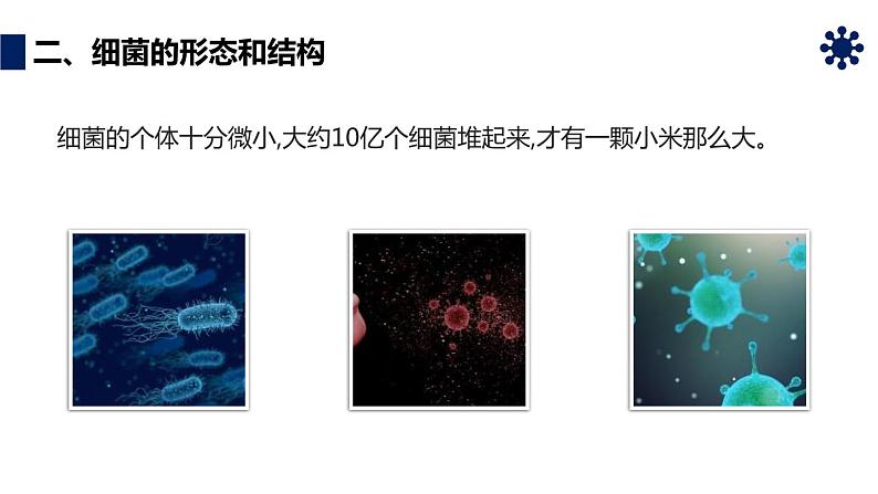 人教版生物八年级上册第四单元 细菌和真菌 4.2 细菌 教学备课PPT课件08