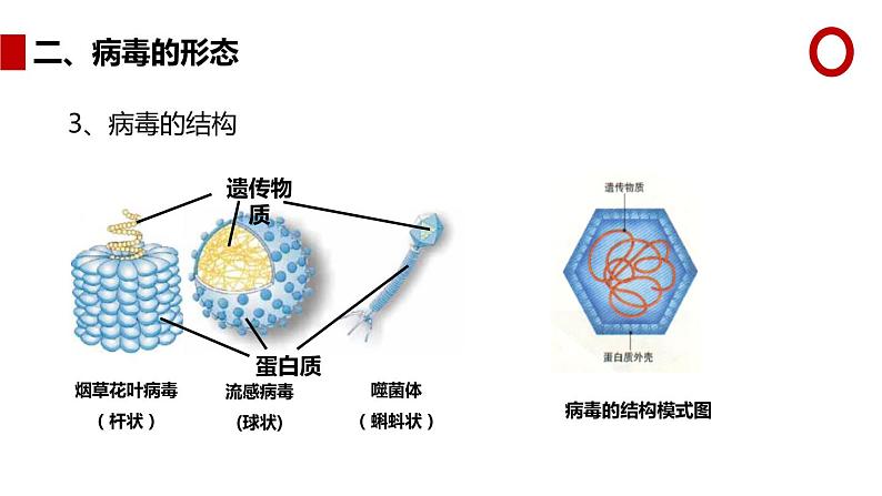 人教版生物八年级上册第五单元 病毒 教学备课PPT课件07