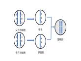 人教版生物八年级下册第二单元生物的遗传和变异  2.3 基因的显性和隐性  同步PPT课件
