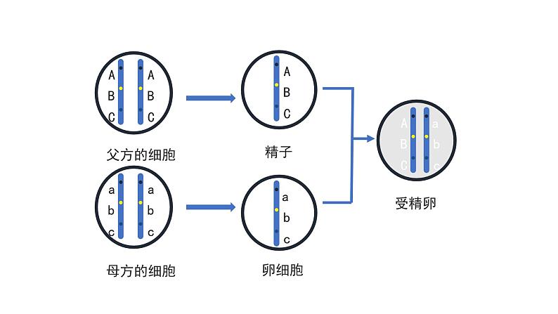 人教版生物八年级下册第二单元生物的遗传和变异  2.3 基因的显性和隐性  同步PPT课件第2页