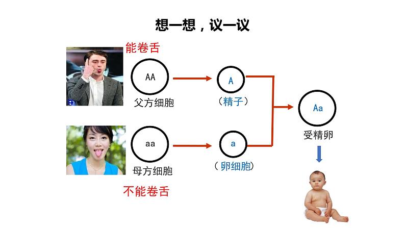 人教版生物八年级下册第二单元生物的遗传和变异  2.3 基因的显性和隐性  同步PPT课件第3页