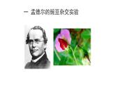 人教版生物八年级下册第二单元生物的遗传和变异  2.3 基因的显性和隐性  同步PPT课件