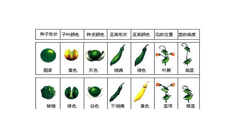 人教版生物八年级下册第二单元生物的遗传和变异  2.3 基因的显性和隐性  同步PPT课件第7页