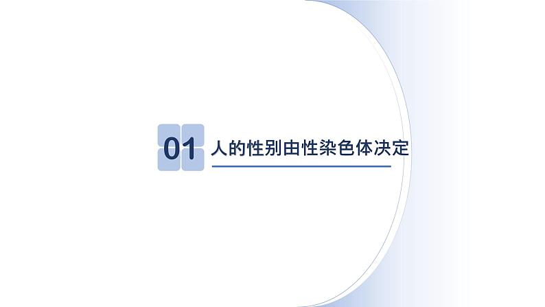 人教版生物八年级下册第二单元生物的遗传和变异  2.4 人的性别遗传  同步PPT课件03