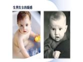 人教版生物八年级下册第二单元生物的遗传和变异  2.4 人的性别遗传  同步PPT课件