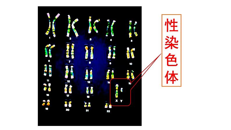 人教版生物八年级下册第二单元生物的遗传和变异  2.4 人的性别遗传  同步PPT课件06