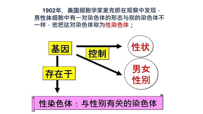 人教版生物八年级下册第二单元生物的遗传和变异  2.4 人的性别遗传  同步PPT课件07