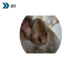 人教版生物八年级下册第二单元生物的遗传和变异  2.1 基因控制生物的性状 同步PPT课件