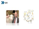 人教版生物八年级下册第二单元生物的遗传和变异  2.1 基因控制生物的性状 同步PPT课件