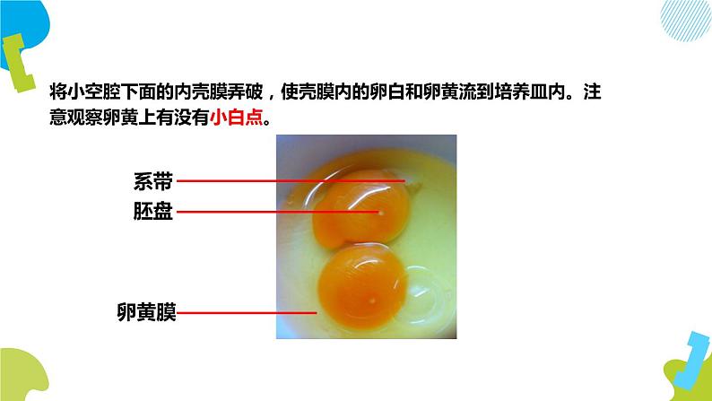 人教版生物八年级下册第一单元生物的生殖和发育 1.4 鸟的生殖和发育  同步PPT课件06