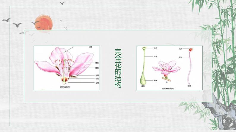 人教版生物八年级下册第一单元生物的生殖和发育 1.1 植物的生殖 同步PPT课件03