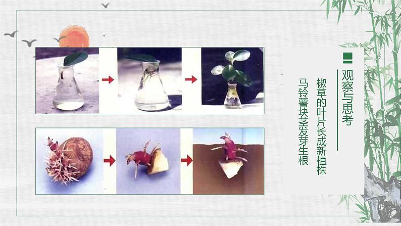 人教版生物八年级下册第一单元生物的生殖和发育 1.1 植物的生殖 同步PPT课件07