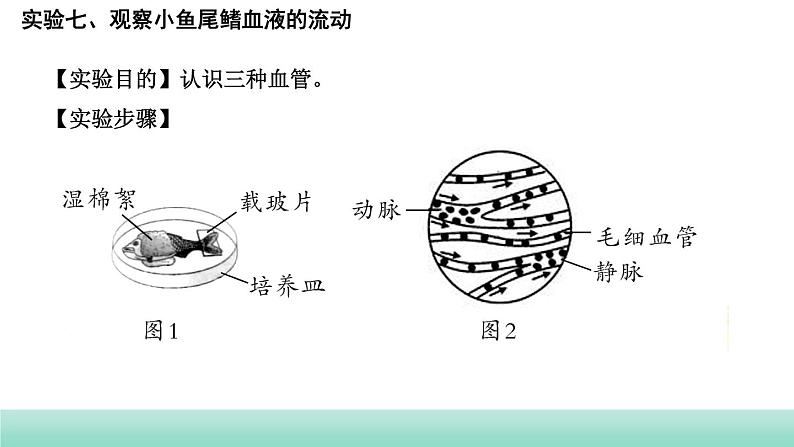 2022年福建中考生物二轮复习题型突破专训专题二　实验探究题（三）课件第2页