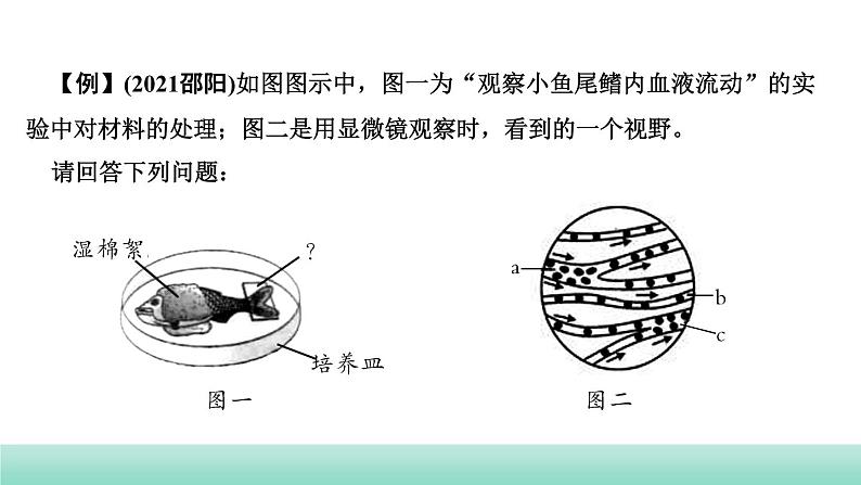 2022年福建中考生物二轮复习题型突破专训专题二　实验探究题（三）课件第5页