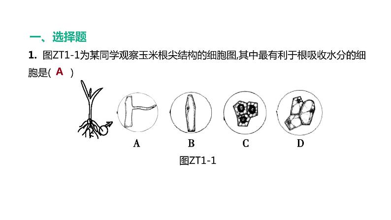 2022年江苏中考生物二轮复习课件：专题提升01　植物的生理活动第2页