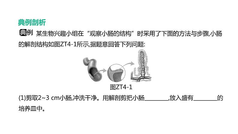 2022年江苏中考生物二轮复习课件：专题提升04　实验专题第8页