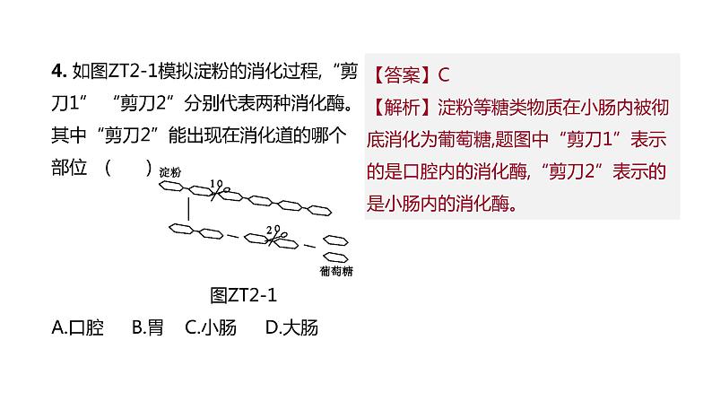 2022年江苏中考生物二轮复习课件：专题提升02　人体的生理活动第5页