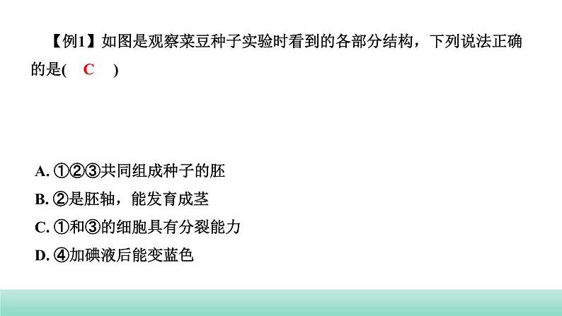 2022年中考生物二轮复习考点讲练主题四生物圈中的绿色植物第1讲绿色开花植物的一生课件（福建专用）第5页