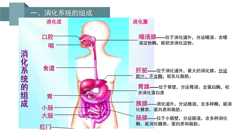 第四单元 第二章 第二节  消化和吸收 -2021-2022学年人教版生物七年级下册课件第3页