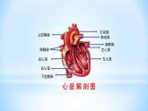 4.4.3输送血液的泵——心脏课件（29张PPT）