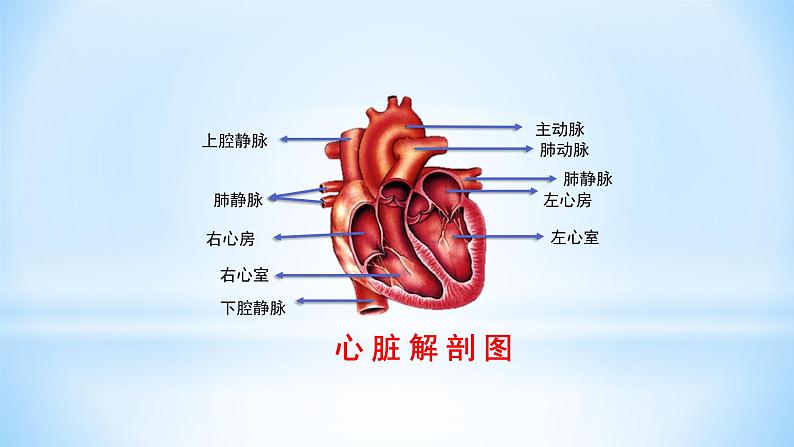 4.4.3输送血液的泵——心脏课件（29张PPT）05