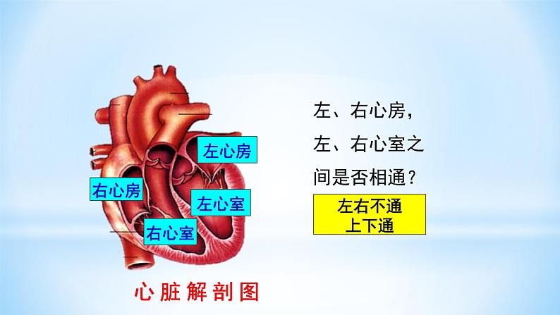 4.4.3输送血液的泵——心脏课件（29张PPT）08