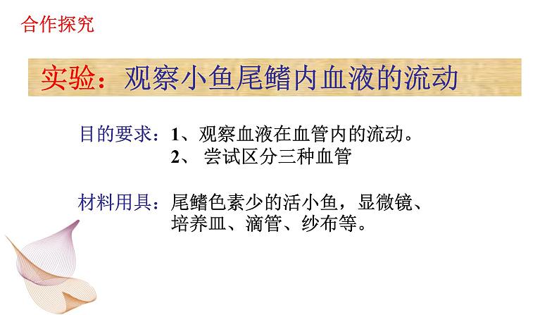 第四单元 第四章 第二节 血流的管道——血管-2021-2022学年人教版生物七年级下册课件04