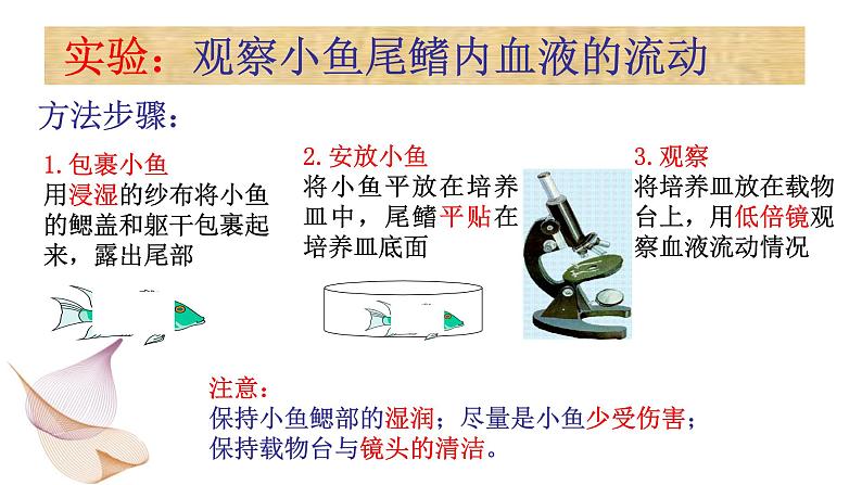 第四单元 第四章 第二节 血流的管道——血管-2021-2022学年人教版生物七年级下册课件05