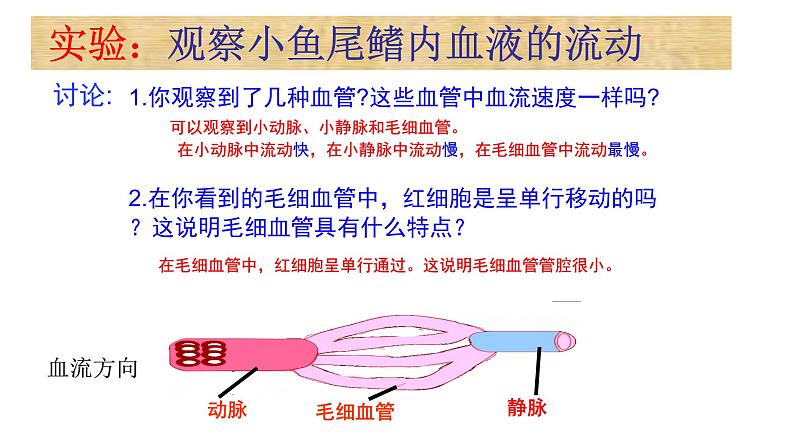 第四单元 第四章 第二节 血流的管道——血管-2021-2022学年人教版生物七年级下册课件06